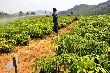 Quảng Nam: Phát triển cao su từ 29.534,74 ha lên 30.428,17 ha giai đoạn 2011-2020 